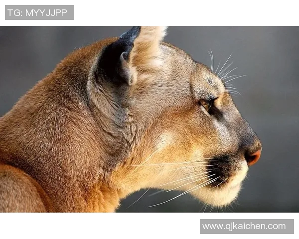 美洲狮与天鹅的奇妙对决：自然界中的力量与优雅之争